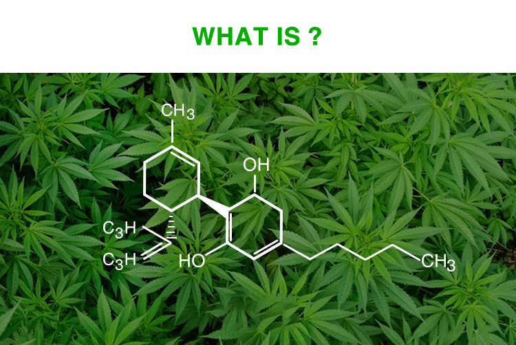 CBD Pain Relief Patch Wholesale
